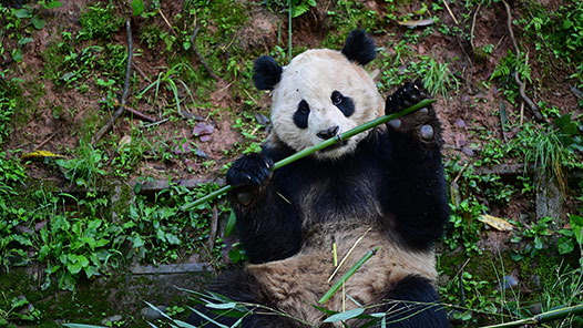 定了！大熊猫“云川”和“鑫宝”将赴美 期限10年
